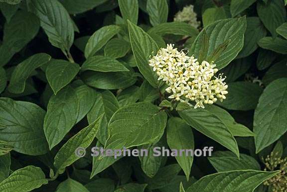 cornus sericea ssp occidentalis 2 graphic